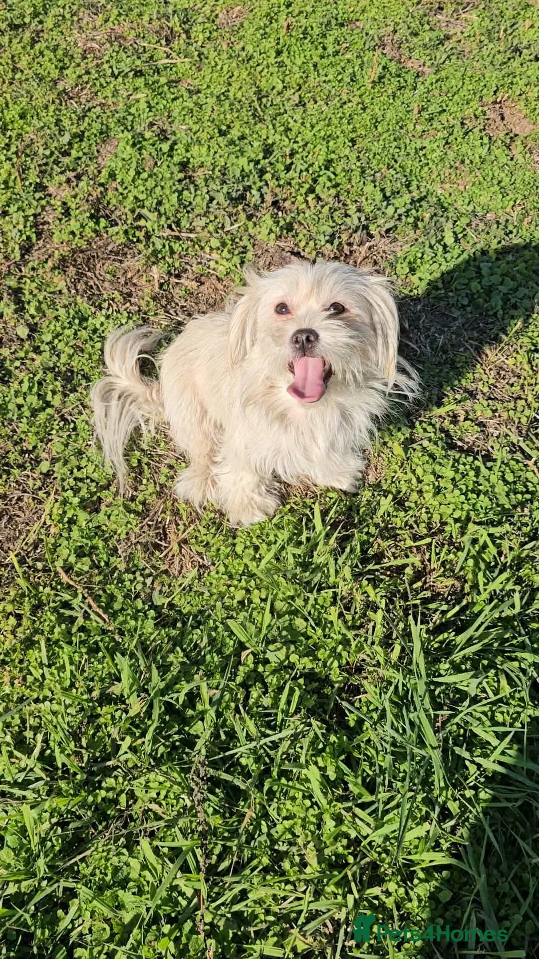 Mixed Breed dogs for adoption: Kosmo and Nora - Advert 2