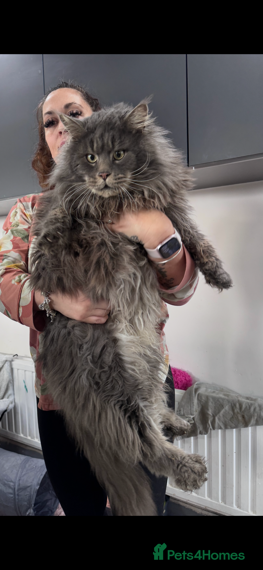 Maine Coon cats for sale: Last male left stunning Maine coon-  - Advert 15