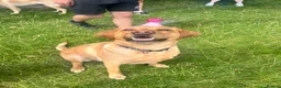 Labrador Retriever dogs for sale: Exceptional litter of Labrador puppies  - Advert 26