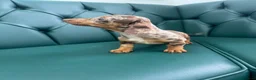 Miniature Dachshund dogs for sale: 5⭐️Licensed. PRA clear mini Daxi  - Advert 3