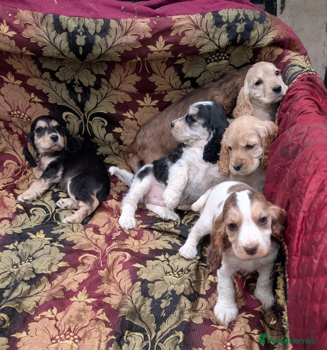 Cocker Spaniel dogs for sale: Stunning litter of cocker spaniel pups ready now. - Advert 22