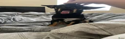 Jack Chi dogs for sale: Skye  - Advert 9