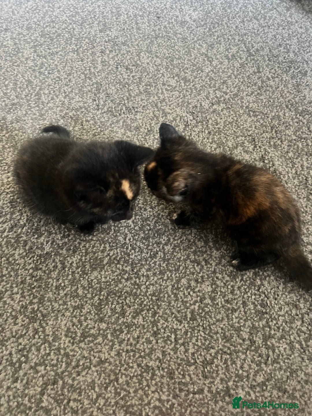 Mixed Breed cats for sale: Tortoise shell kittens - Image 4