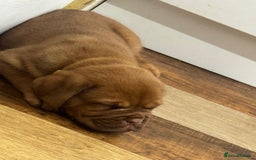 Dogue De Bordeaux dogs for sale: Dogue De Bordeaux Puppies - Image 6