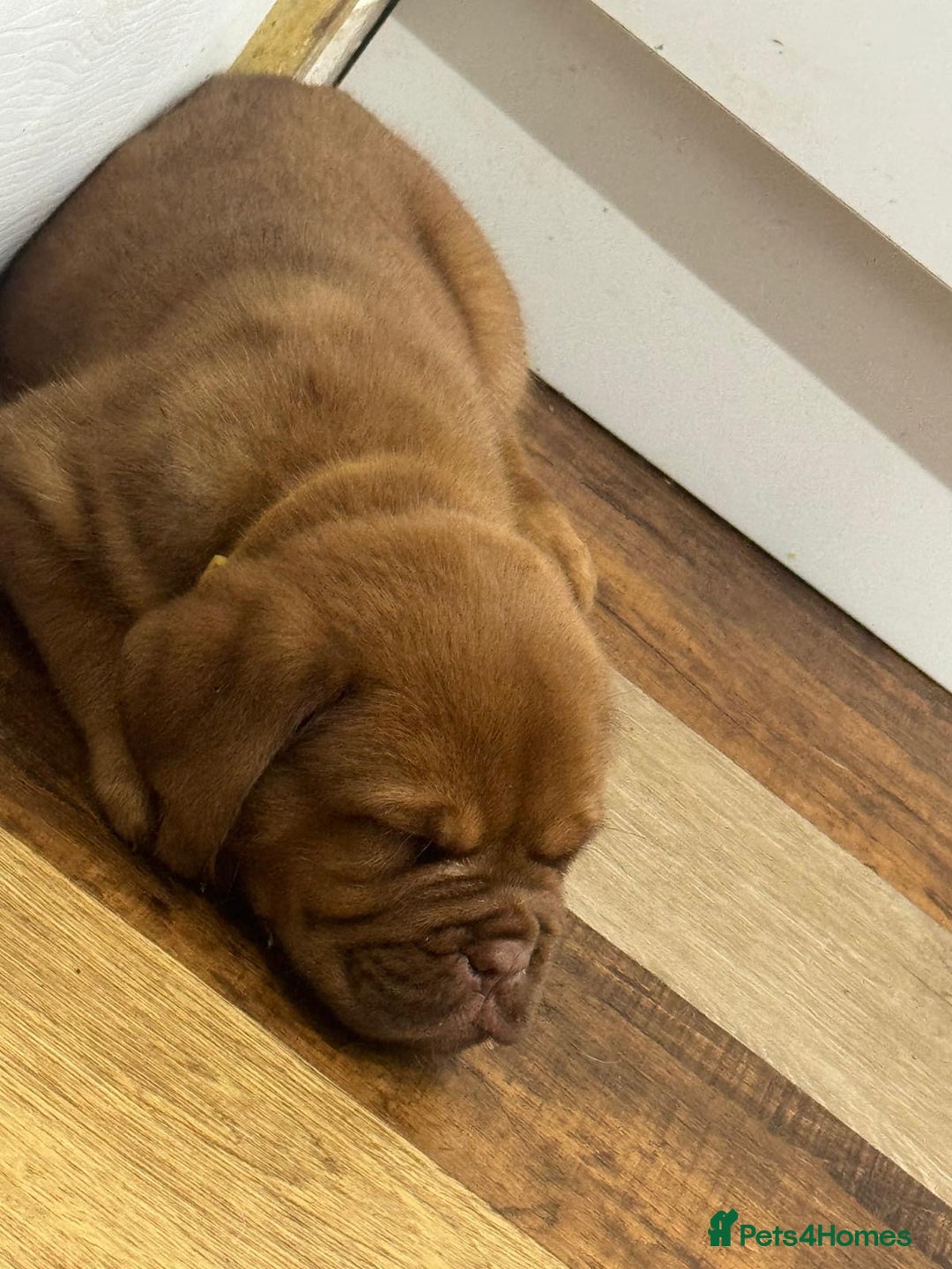 Dogue De Bordeaux dogs for sale: Dogue De Bordeaux Puppies - Image 6