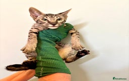 Savannah cats for sale: F9 brown & charcoal spotted savannah kittens - Image 21