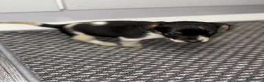 Jack Russell 4