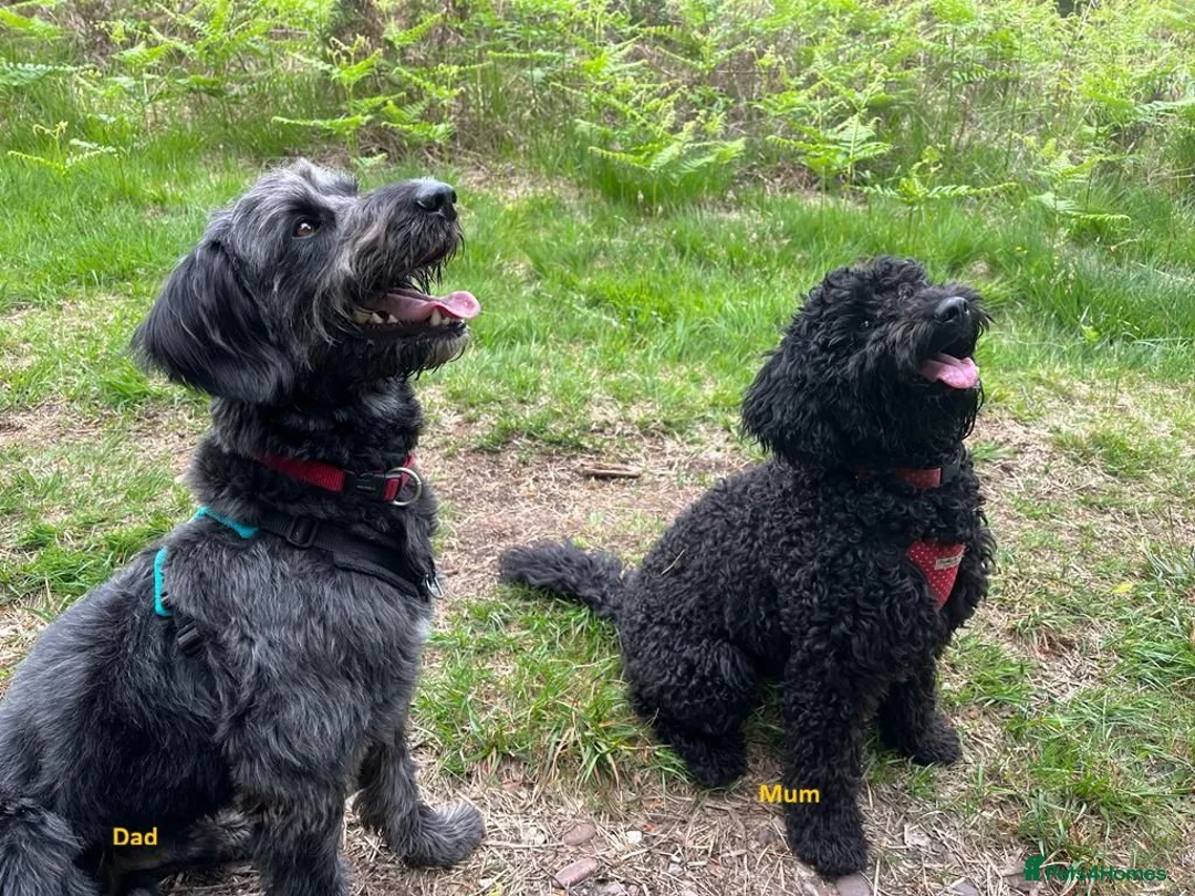 Mixed Breed dogs for sale: Adorable labradoodle X colliedoodle pups in Exeter - Advert 2