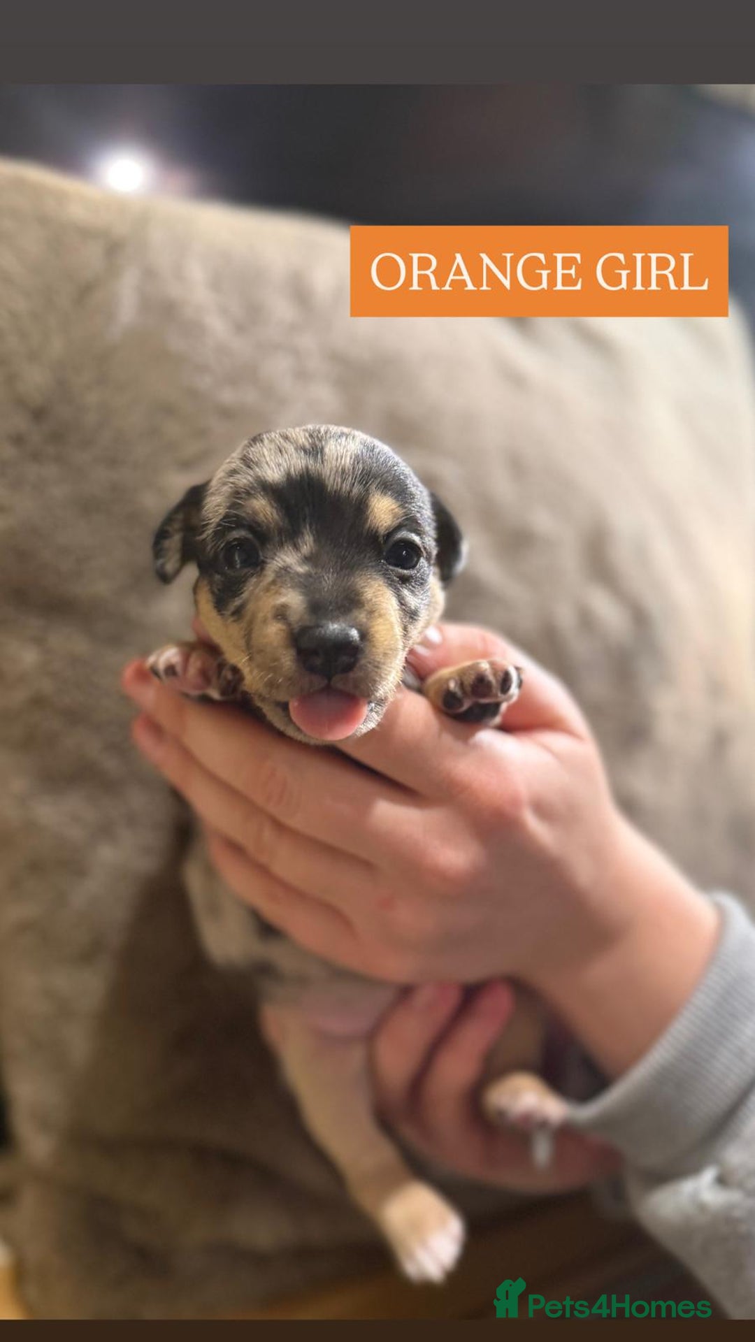 Jack Russell dogs for sale: Pure Breed special colour Jack Russells  - Advert 19