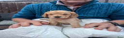 Cocker Spaniel dogs for sale: Cocker spaniel puppies  - Advert 6