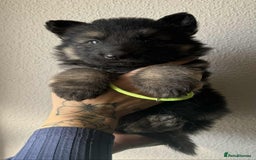 German Shepherd dogs for sale: Beautiful straight back German Shepherds  - Image 16