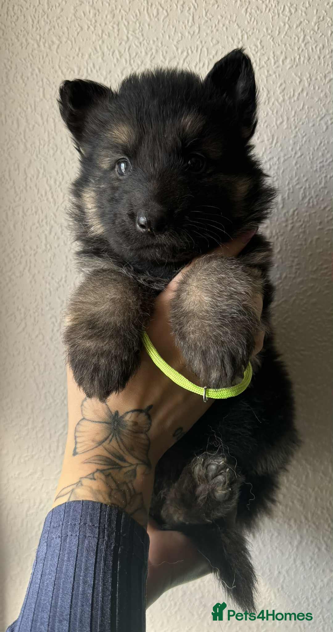 German Shepherd dogs for sale: Beautiful straight back German Shepherds  - Image 16