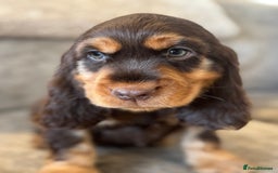 Cocker Spaniel dogs for sale: BEAUTIFUL SHOW TYPE COCKER SPANIELS  - Image 32