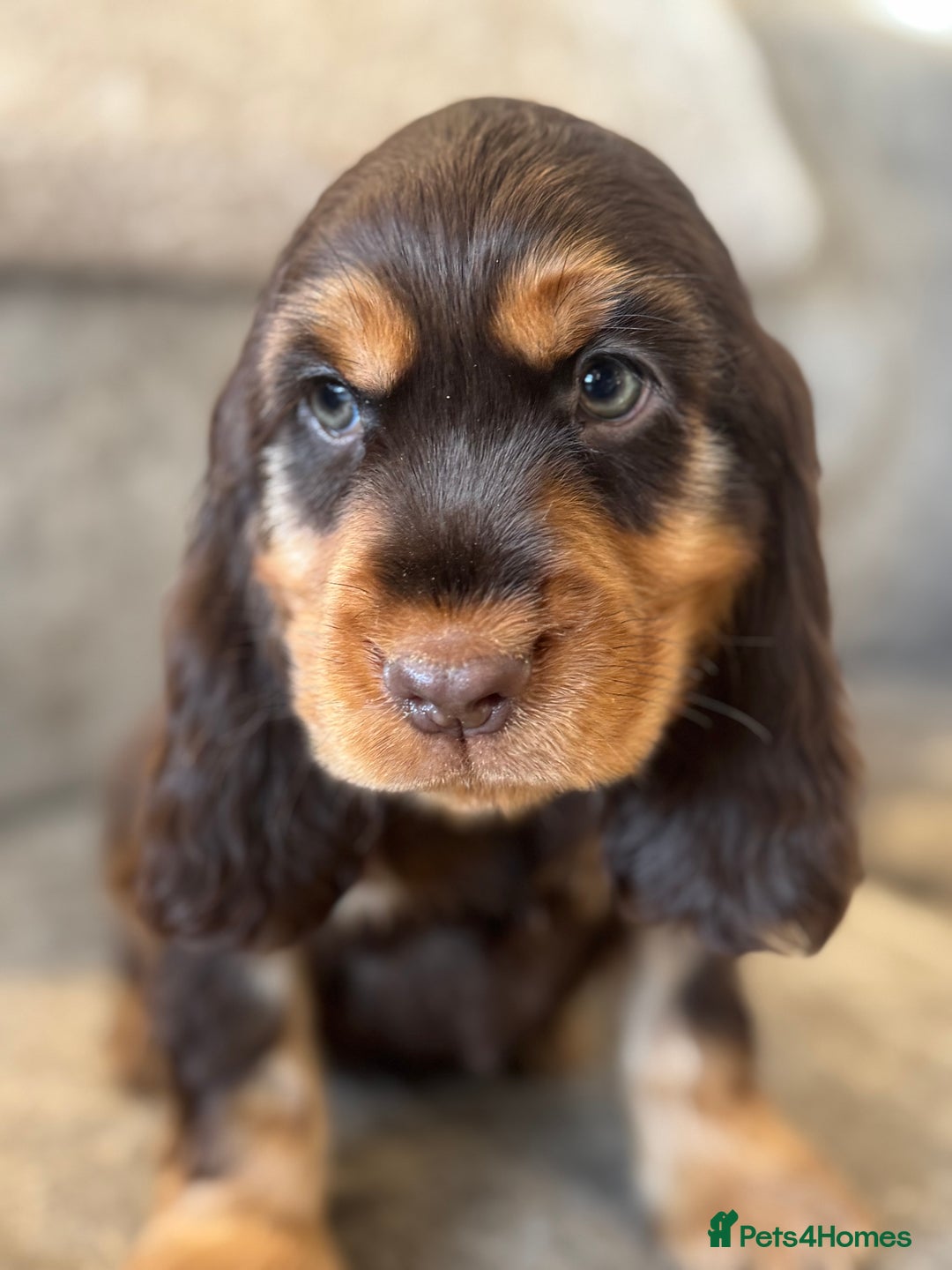 Cocker Spaniel dogs for sale: BEAUTIFUL SHOW TYPE COCKER SPANIELS  - Image 32