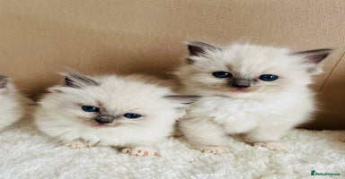 Ragdoll cats - Advert 5