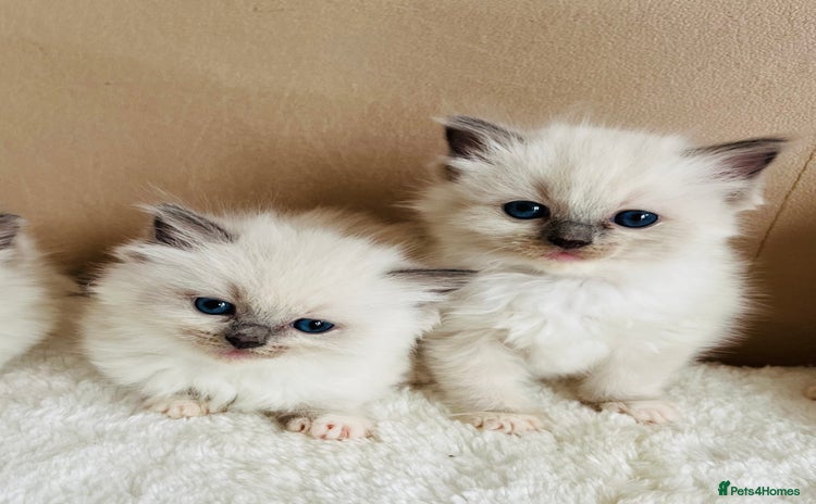 Ragdoll cats - Advert 2