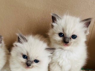 Ragdoll cats - Advert 16