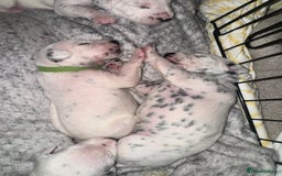 Dalmatian dogs for sale: PEDIGREE Dalmatian Puppies ready by 19th December  - Image 18