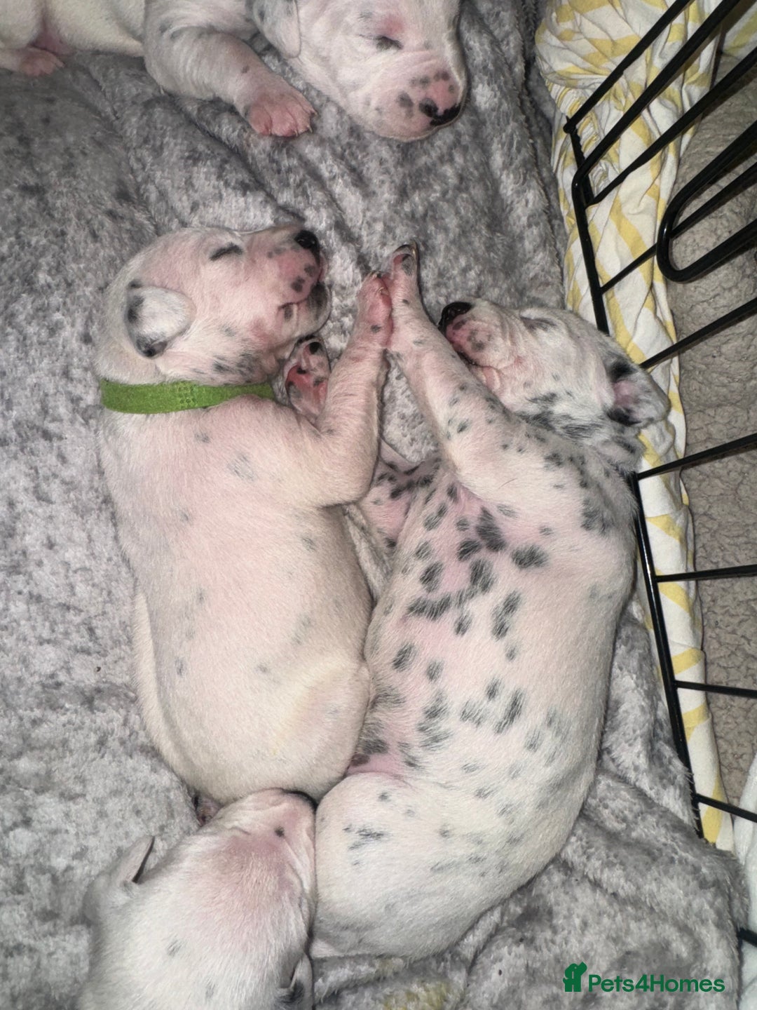 Dalmatian dogs for sale: PEDIGREE Dalmatian Puppies ready by 19th December  - Image 18