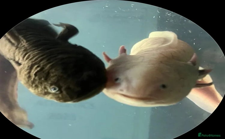 Axolotl reptiles - Advert 6