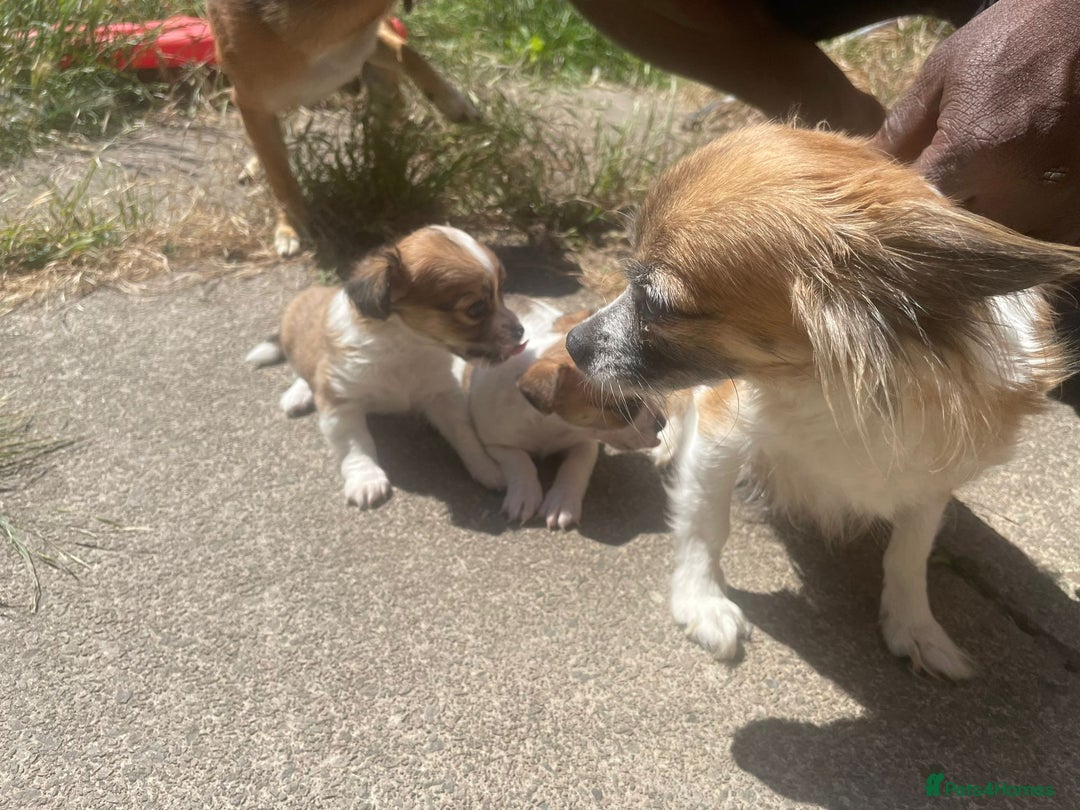 Chihuahua dogs for sale: 2 adorable chihuahua  - Image 5