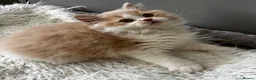 British Longhair cats for sale: **Only 2 Remaining! GCCF British LH/SH Kittens ** - Advert 21