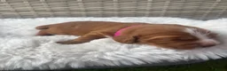 Cocker Spaniel dogs for sale: Beautiful Working Cocker Spaniels-health tested✅ - Advert 14