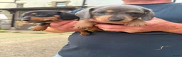 Dachshund dogs for sale: Miniature dachshund for sale in Elland - Advert 17