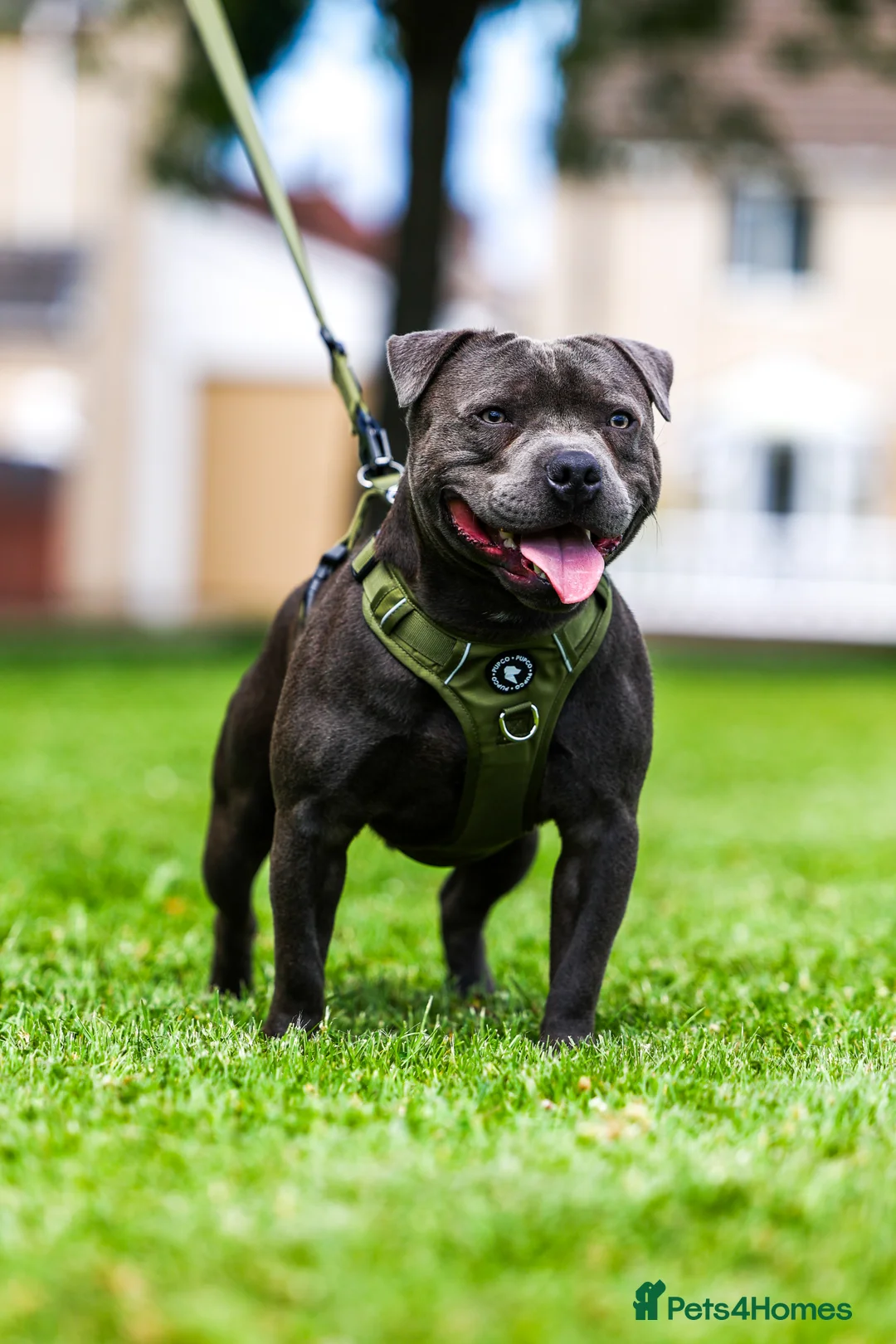 Staffordshire Bull Terrier dogs for stud: PROVEN Staffordshire bull terrier stud  - Advert 13