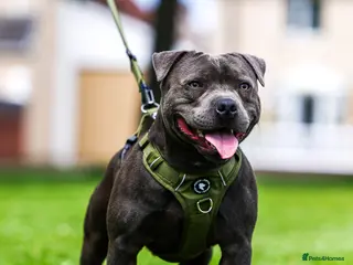Staffordshire Bull Terrier dogs PROVEN Staffordshire bull terrier stud - Advert 10