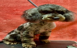 Poodle dogs for adoption: Spots: The Poodle Who Was Left to Die - Image 4