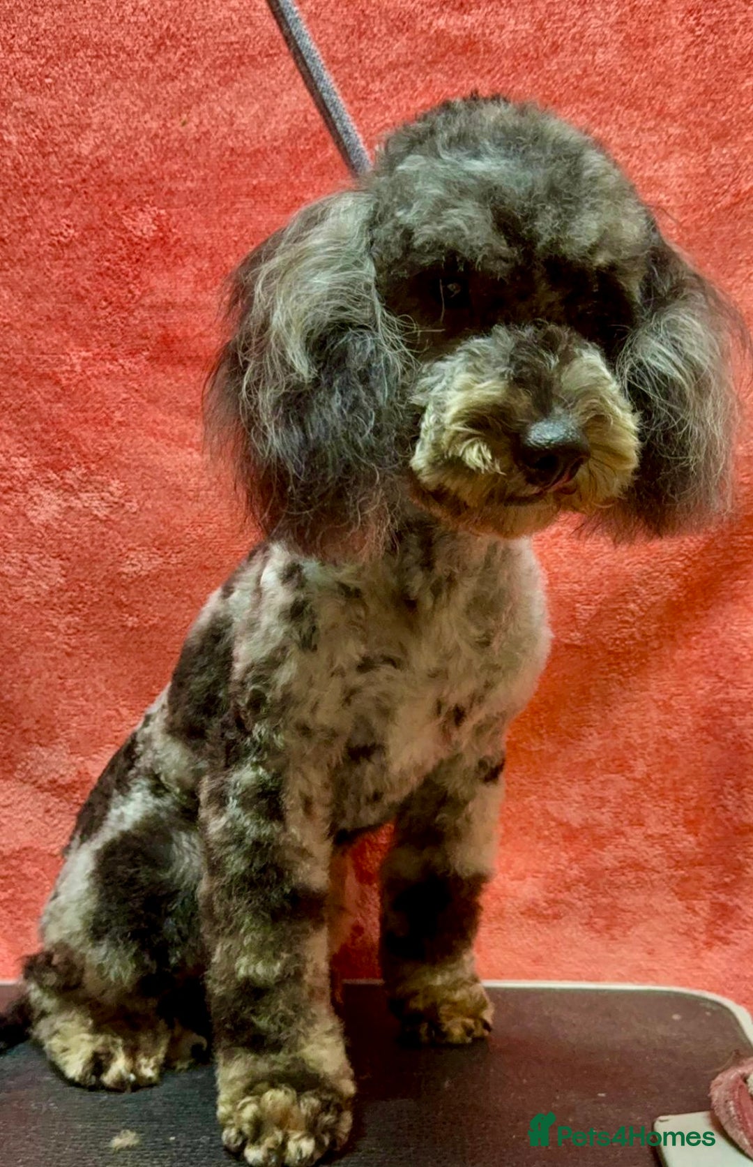 Poodle dogs for adoption: Spots: The Poodle Who Was Left to Die - Image 4