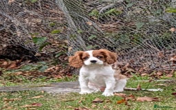 Cavalier King Charles Spaniel dogs for stud: KC DNA clear Cavalier King Charles Spaniel Stud - Advert 7