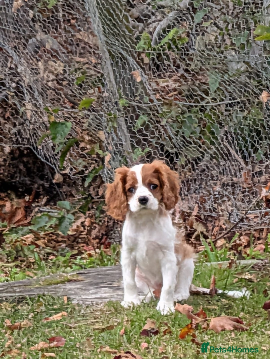 Cavalier King Charles Spaniel dogs for stud: KC DNA clear Cavalier King Charles Spaniel Stud - Advert 7