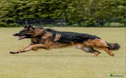 German Shepherd dogs for stud: STUD Mustang german shepherd KC  in Stoke-on-Trent - Image 7