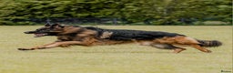 German Shepherd dogs for stud: STUD Mustang german shepherd KC  in Stoke-on-Trent - Advert 7