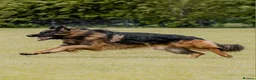 German Shepherd dogs for stud: STUD Mustang german shepherd KC  in Stoke-on-Trent - Advert 7