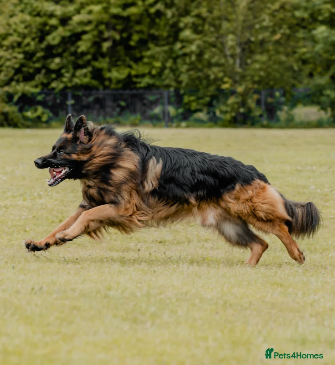 German Shepherd dogs for stud: STUD Mustang german shepherd KC  in Stoke-on-Trent - Advert 7