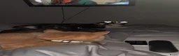Mixed Breed cats for sale:  Rehoming  - Advert 6