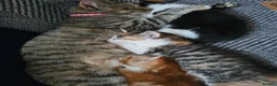 Mixed Breed cats for sale: Galaxy, B&W and Ginger lovely kittens READY TO GO - Advert 14