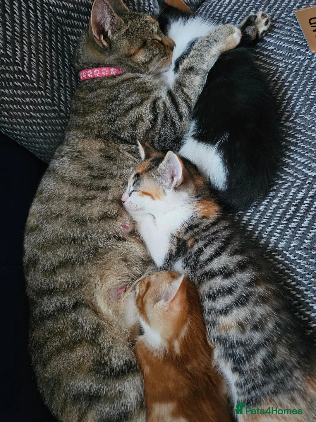 Mixed Breed cats for sale: Galaxy, B&W and Ginger lovely kittens READY TO GO - Advert 14