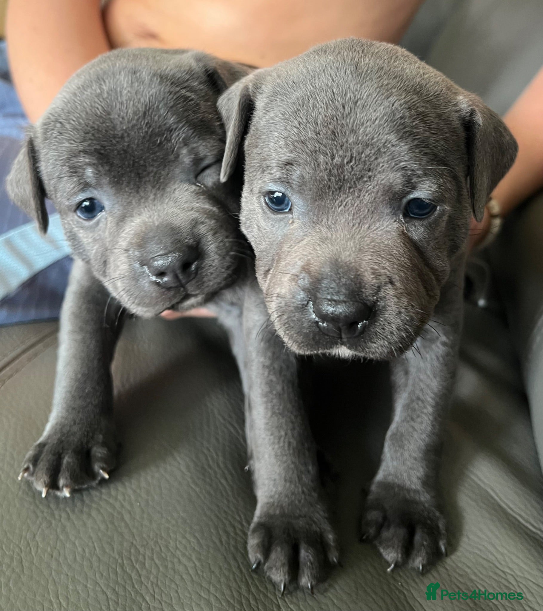 Staffordshire Bull Terrier dogs Stunning KC registered Staffy puppies 💙💙🩷🩷🩷 - Advert 2
