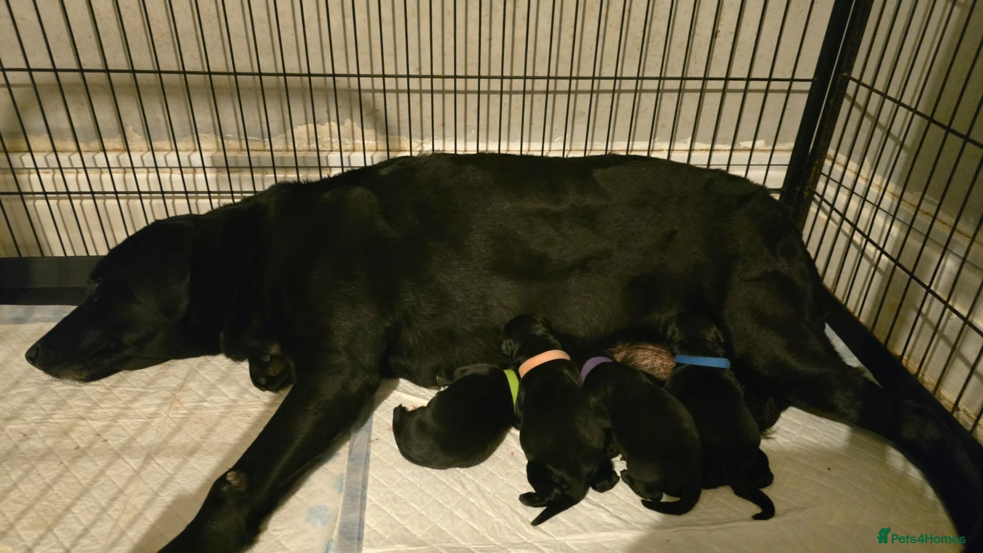 Labrador Retriever dogs Stunning Labrador puppies  - Advert 2