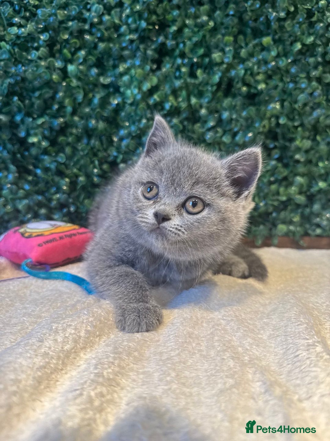 British Shorthair cats for sale: 💕British Shorthair Blue Kittens💕 - Image 31