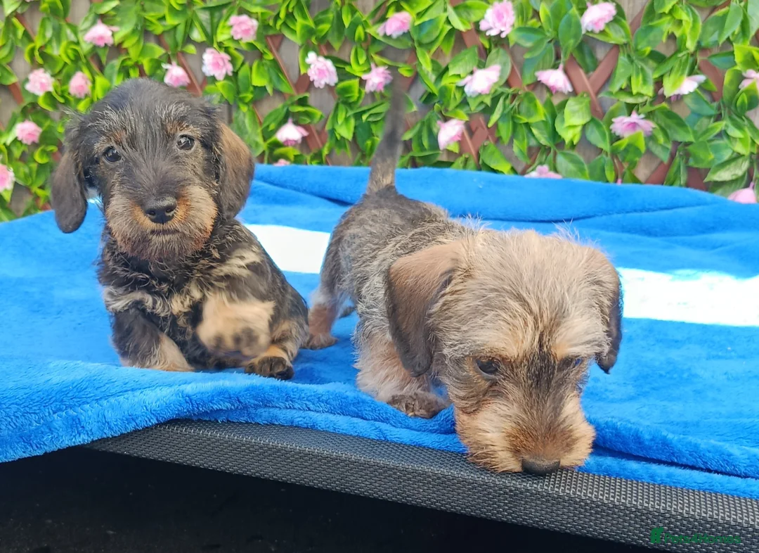 Dachshund dogs for sale: READY MINI WIRE DAXI KC REG LAFORA CLEAR - Advert 4