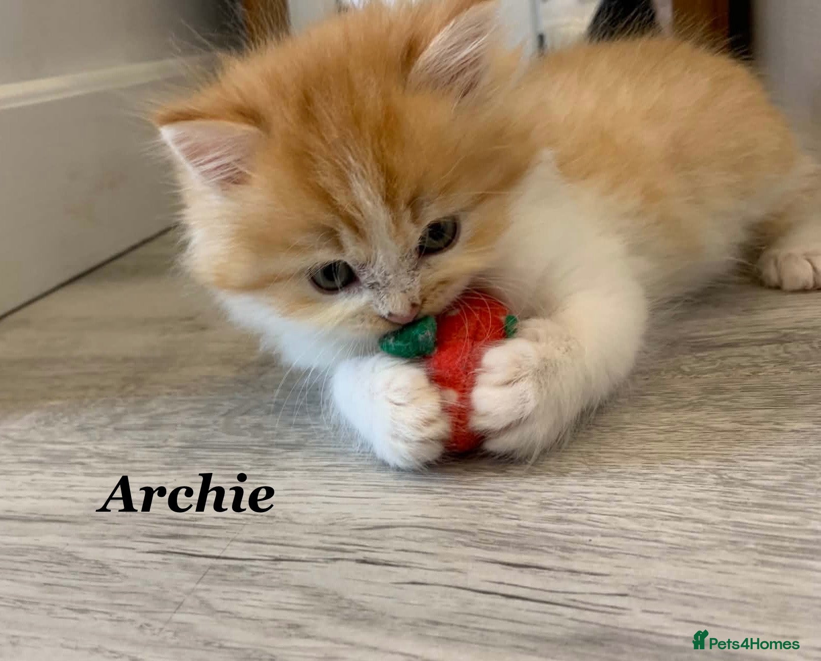 Persian cats Six absolutely stunning Persian Kittens - Advert 2