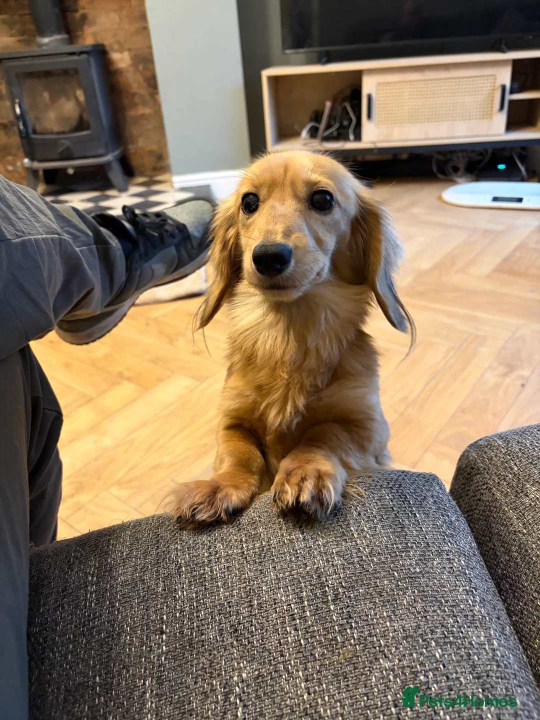 Miniature Dachshund dogs for stud: 4 x miniature studs available  - Advert 1