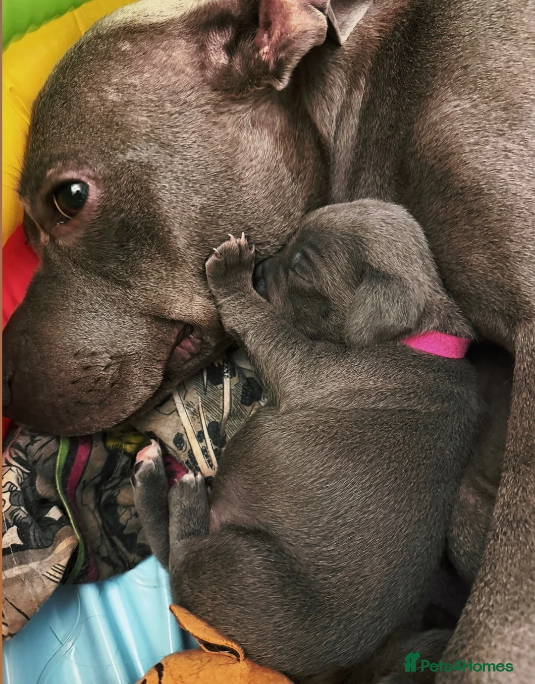 Staffordshire Bull Terrier dogs for sale: Blue Staff puppies Available  - Advert 2