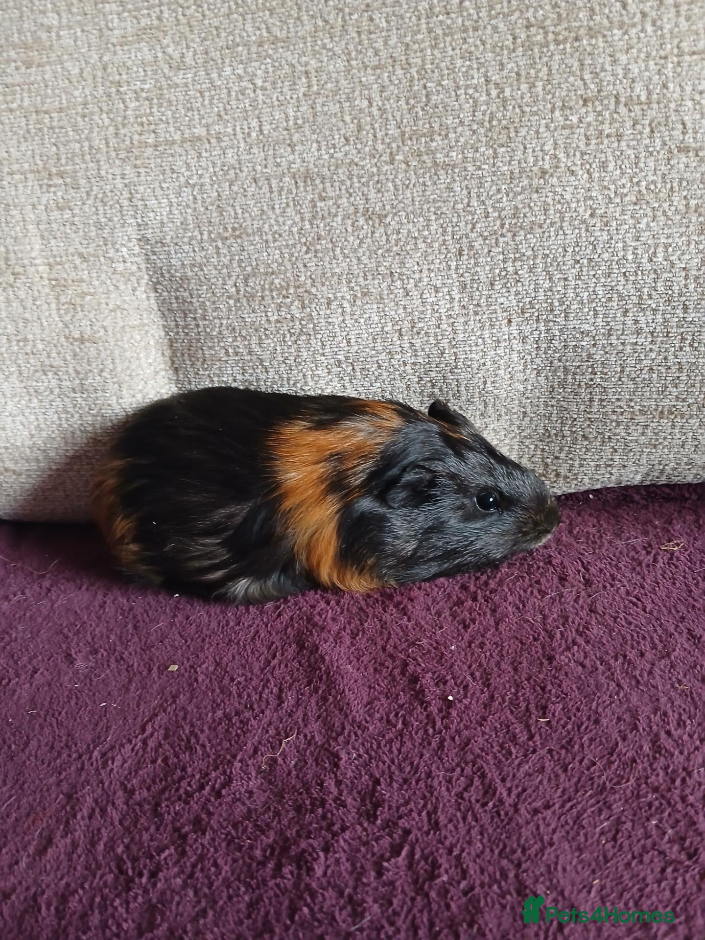 Guinea Pig rodents Male guinea pigs - Advert 1
