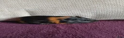 Guinea Pig rodents for sale: Male guinea pigs in South Queensferry - Advert 1